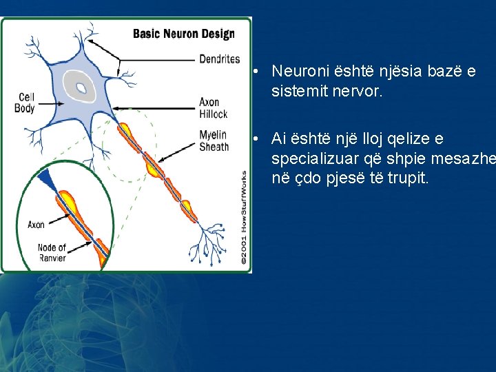 • Neuroni është njësia bazë e sistemit nervor. • Ai është një lloj • Neuroni është njësia bazë e sistemit nervor. • Ai është një lloj