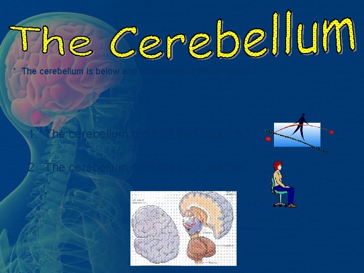 * The cerebellum is below and to the back of the cerebrum. 1. The * The cerebellum is below and to the back of the cerebrum. 1. The