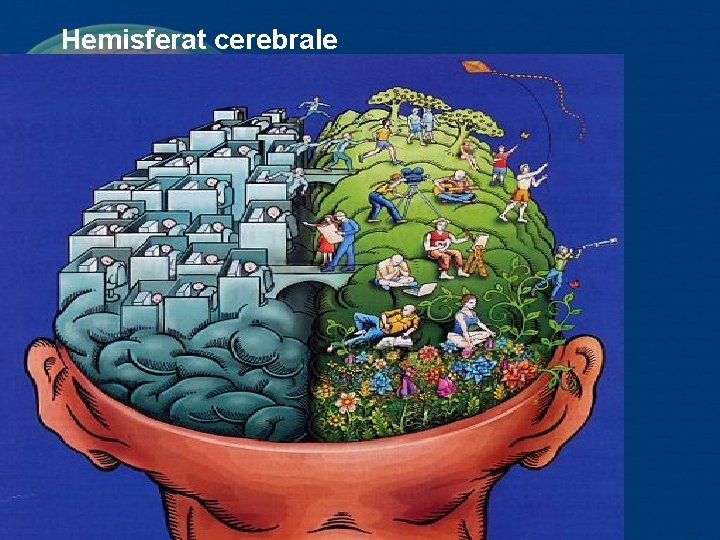 Hemisferat cerebrale Hemisferat cerebrale