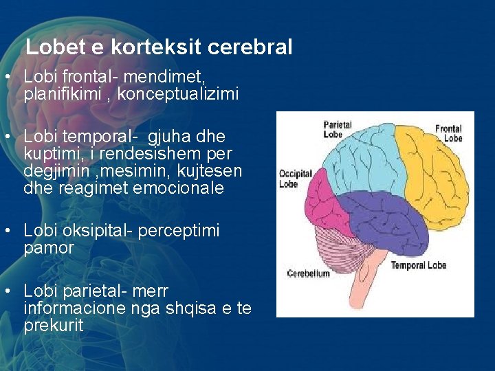 Lobet e korteksit cerebral • Lobi frontal- mendimet, planifikimi , konceptualizimi • Lobi temporal- Lobet e korteksit cerebral • Lobi frontal- mendimet, planifikimi , konceptualizimi • Lobi temporal-
