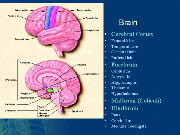 Brain • Cerebral Cortex • • Frontal lobe Temporal lobe Occipital lobe Parietal lobe Brain • Cerebral Cortex • • Frontal lobe Temporal lobe Occipital lobe Parietal lobe