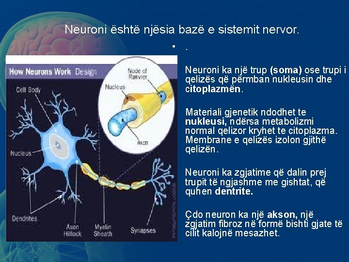 Neuroni është njësia bazë e sistemit nervor. • . • Neuroni ka një trup Neuroni është njësia bazë e sistemit nervor. • . • Neuroni ka një trup
