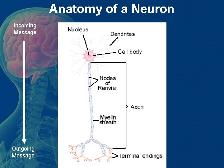 Anatomy of a Neuron Incoming Message Outgoing Message Anatomy of a Neuron Incoming Message Outgoing Message