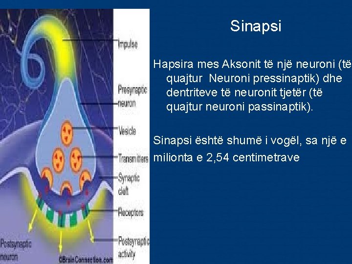 Sinapsi Hapsira mes Aksonit të një neuroni (të quajtur Neuroni pressinaptik) dhe dentriteve Sinapsi Hapsira mes Aksonit të një neuroni (të quajtur Neuroni pressinaptik) dhe dentriteve