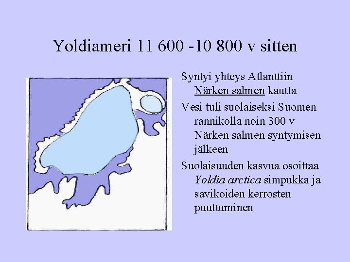 Yoldiameri 11 600 -10 800 v sitten Syntyi yhteys Atlanttiin Närken salmen kautta Vesi