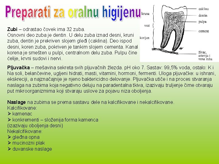 Zubi – odrastao čovek ima 32 zuba. Osnovni deo zuba je dentin. U delu