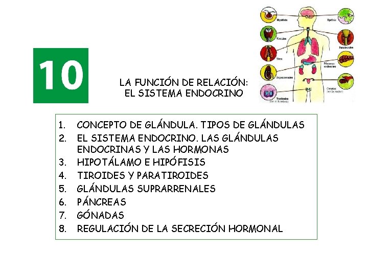 LA FUNCIÓN DE RELACIÓN: EL SISTEMA ENDOCRINO 1. 2. 3. 4. 5. 6. 7.