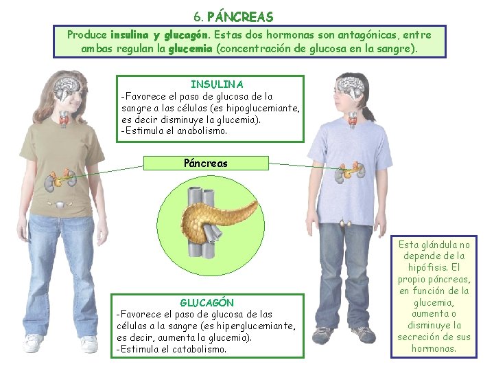 6. PÁNCREAS Produce insulina y glucagón. Estas dos hormonas son antagónicas, entre ambas regulan