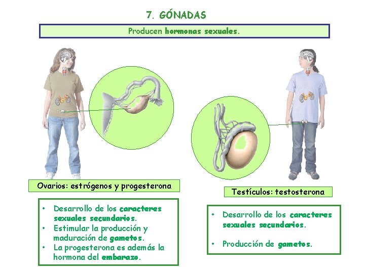 7. GÓNADAS Producen hormonas sexuales. Ovarios: estrógenos y progesterona • • • Desarrollo de