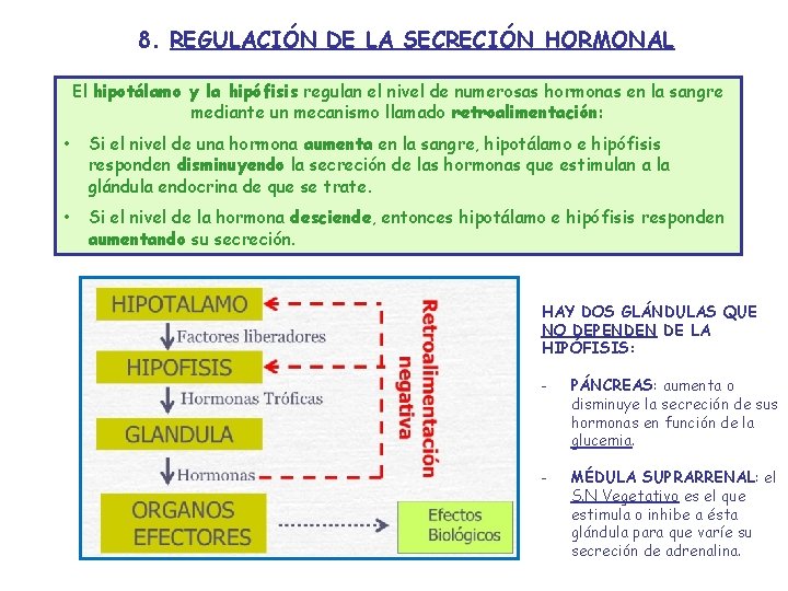8. REGULACIÓN DE LA SECRECIÓN HORMONAL El hipotálamo y la hipófisis regulan el nivel