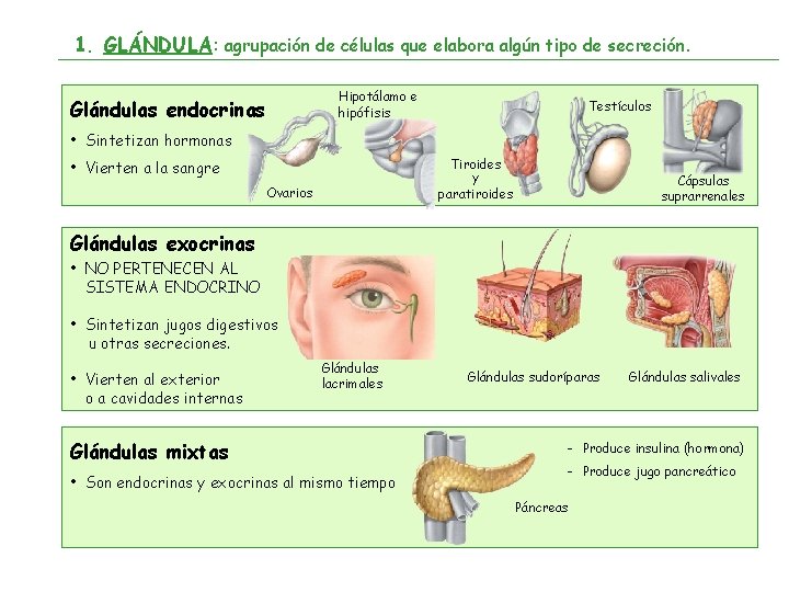 1. GLÁNDULA: agrupación de células que elabora algún tipo de secreción. Hipotálamo e hipófisis