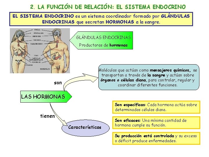2. LA FUNCIÓN DE RELACIÓN: EL SISTEMA ENDOCRINO es un sistema coordinador formado por