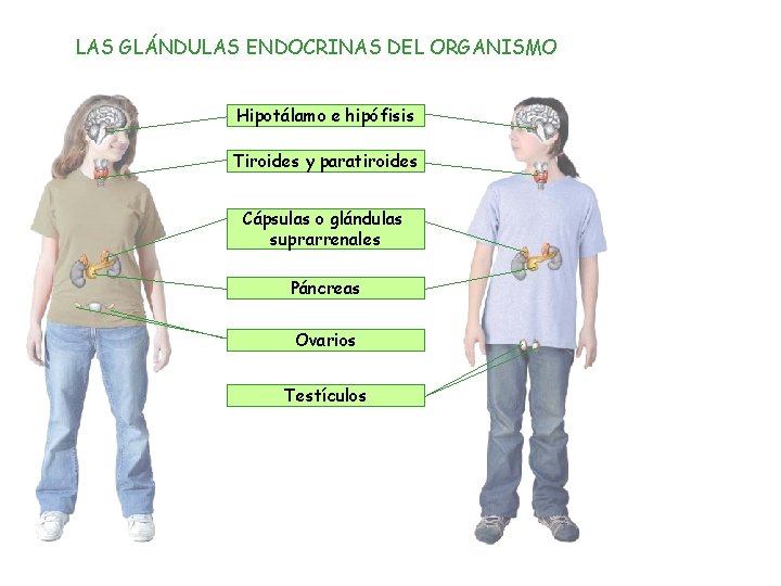 LAS GLÁNDULAS ENDOCRINAS DEL ORGANISMO Hipotálamo e hipófisis Tiroides y paratiroides Cápsulas o glándulas