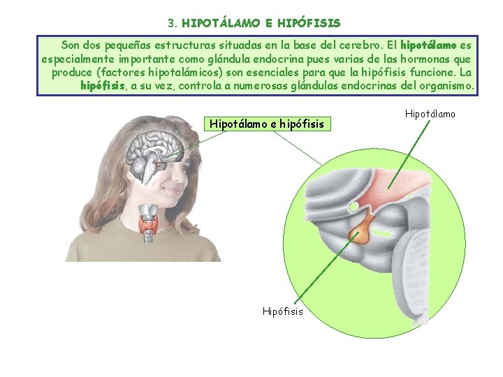 3. HIPOTÁLAMO E HIPÓFISIS Son dos pequeñas estructuras situadas en la base del cerebro.