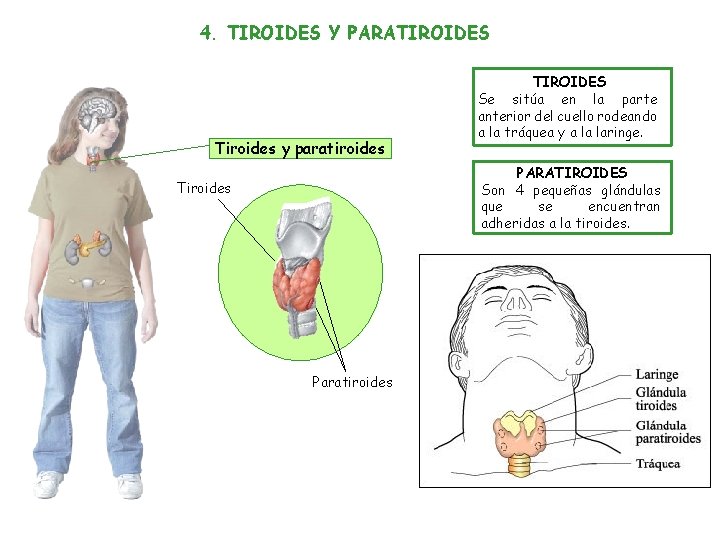 4. TIROIDES Y PARATIROIDES Tiroides y paratiroides TIROIDES Se sitúa en la parte anterior