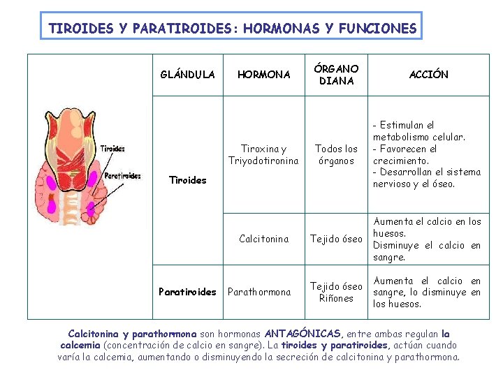 TIROIDES Y PARATIROIDES: HORMONAS Y FUNCIONES GLÁNDULA ÓRGANO DIANA ACCIÓN Todos los órganos -