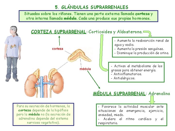 5. GLÁNDULAS SUPRARRENALES Situadas sobre los riñones. Tienen una parte externa llamada corteza y