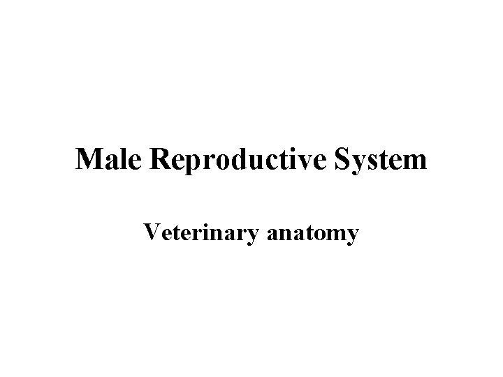 Male Reproductive System Veterinary anatomy 