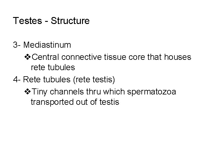 Testes - Structure 3 - Mediastinum v. Central connective tissue core that houses rete