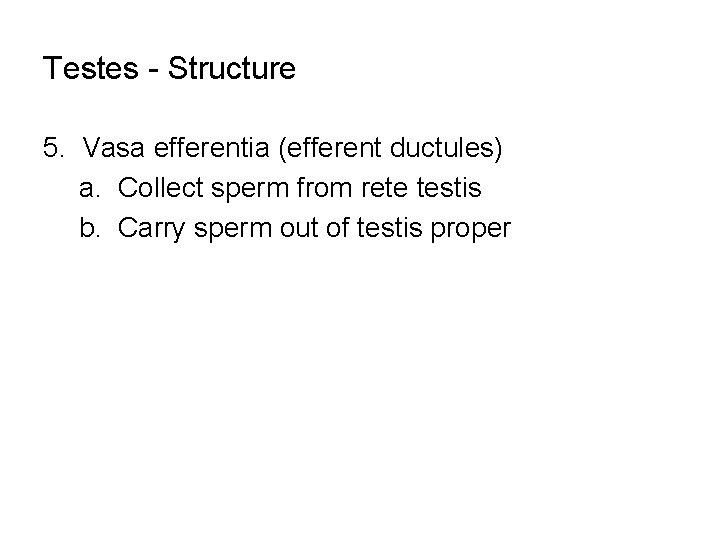 Testes - Structure 5. Vasa efferentia (efferent ductules) a. Collect sperm from rete testis