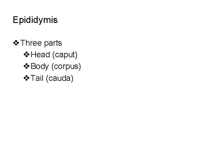 Epididymis v Three parts v. Head (caput) v. Body (corpus) v. Tail (cauda) 