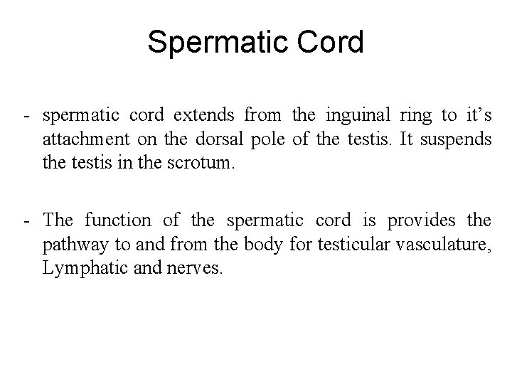 Spermatic Cord - spermatic cord extends from the inguinal ring to it’s attachment on