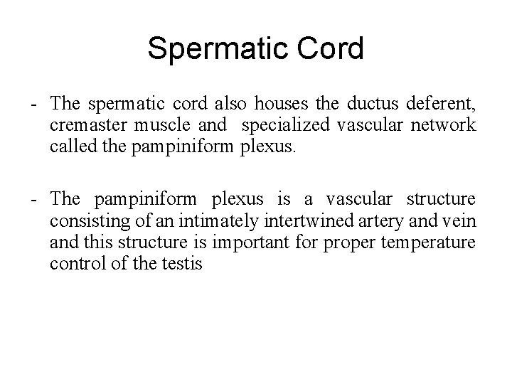 Spermatic Cord - The spermatic cord also houses the ductus deferent, cremaster muscle and