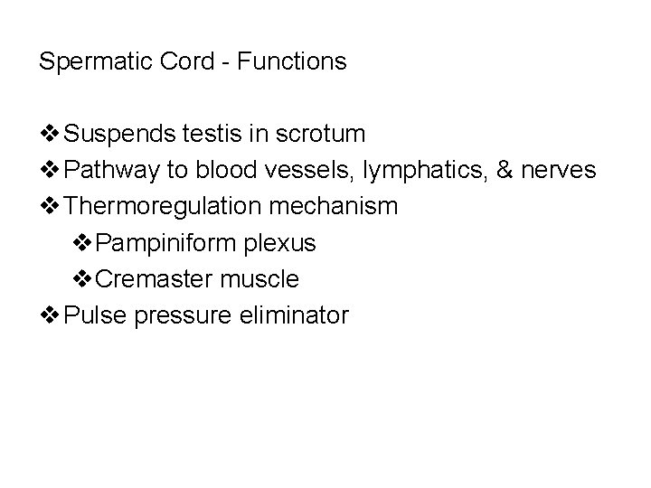 Spermatic Cord - Functions v Suspends testis in scrotum v Pathway to blood vessels,