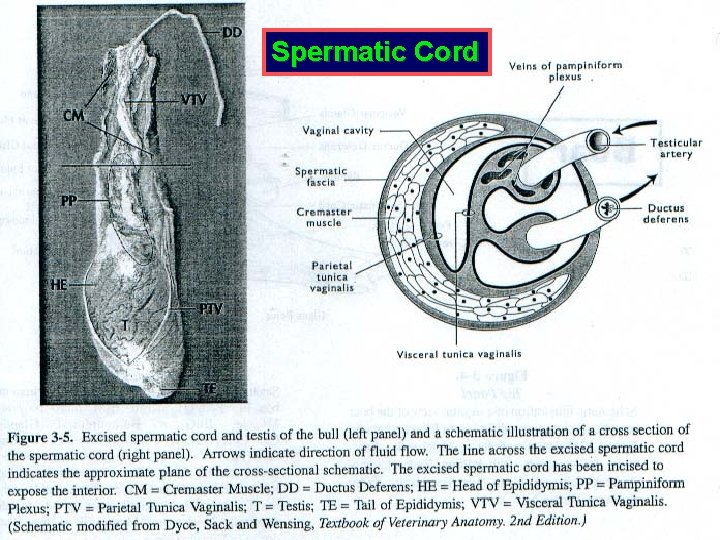 Spermatic Cord 