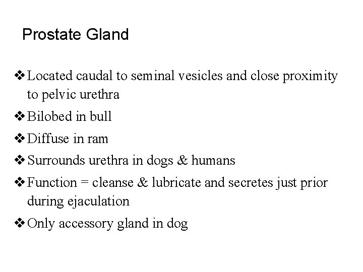 Prostate Gland v Located caudal to seminal vesicles and close proximity to pelvic urethra