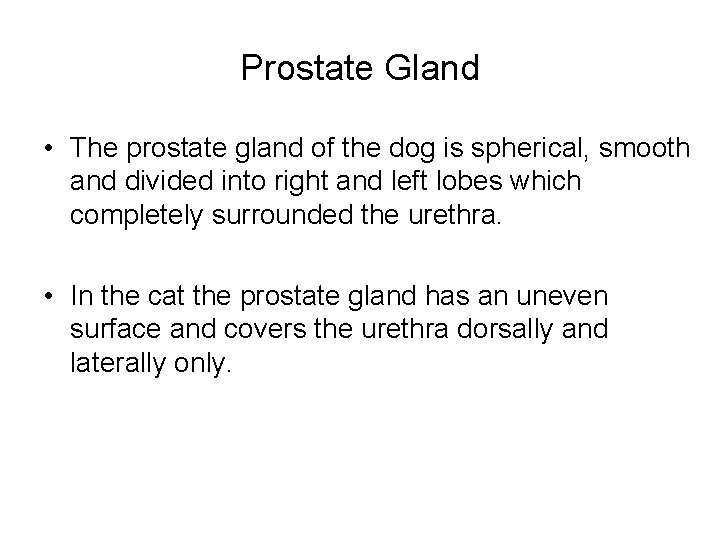 Prostate Gland • The prostate gland of the dog is spherical, smooth and divided