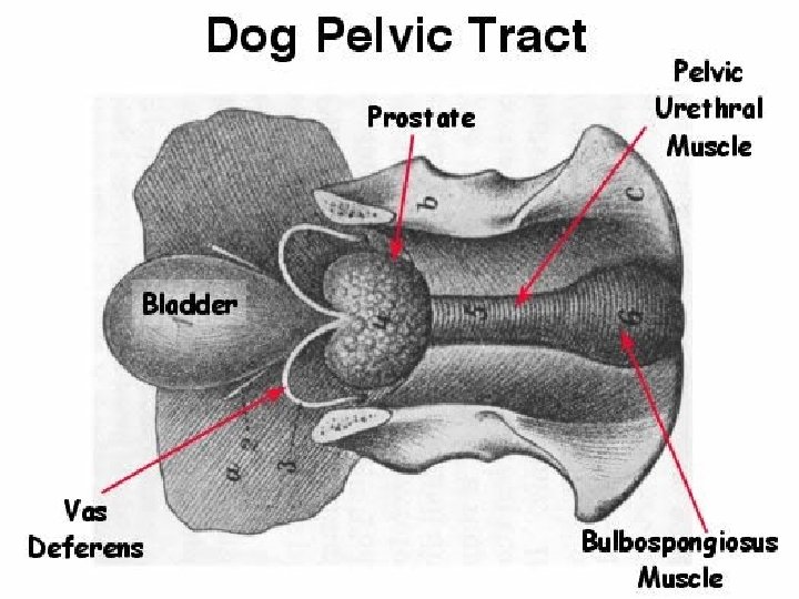 Male Reproductive System Veterinary anatomy Male Reproductive System
