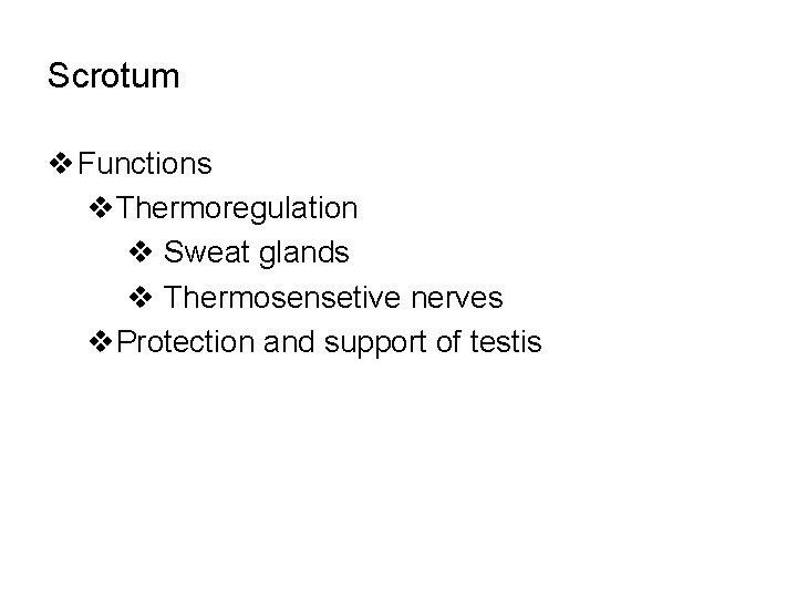 Scrotum v Functions v. Thermoregulation v Sweat glands v Thermosensetive nerves v. Protection and