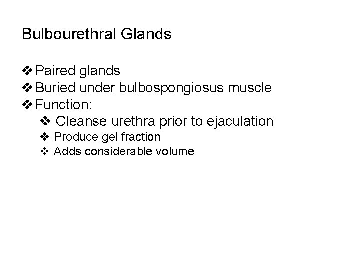 Bulbourethral Glands v Paired glands v Buried under bulbospongiosus muscle v Function: v Cleanse