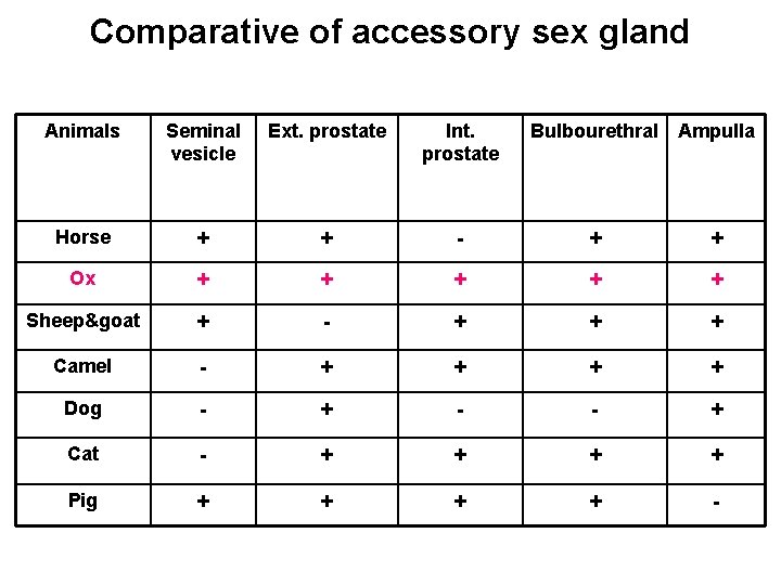 Comparative of accessory sex gland Animals Seminal vesicle Ext. prostate Int. prostate Bulbourethral Ampulla