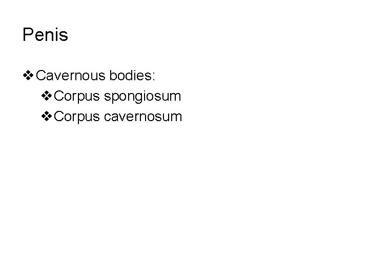 Penis v Cavernous bodies: v. Corpus spongiosum v. Corpus cavernosum 