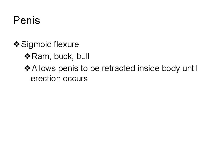 Penis v Sigmoid flexure v. Ram, buck, bull v. Allows penis to be retracted