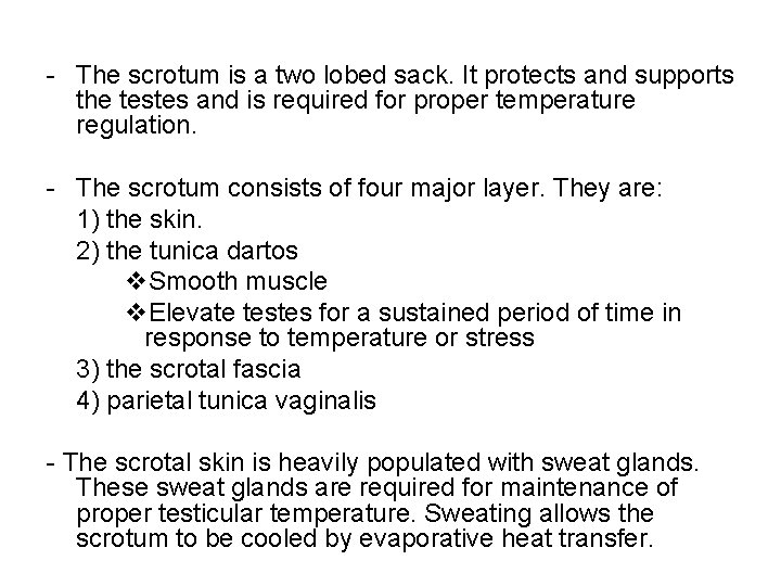 - The scrotum is a two lobed sack. It protects and supports the testes