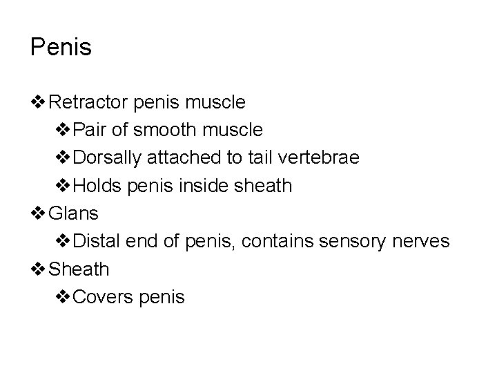Penis v Retractor penis muscle v. Pair of smooth muscle v. Dorsally attached to