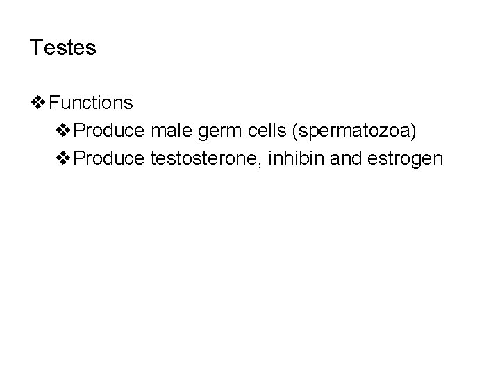 Testes v Functions v. Produce male germ cells (spermatozoa) v. Produce testosterone, inhibin and