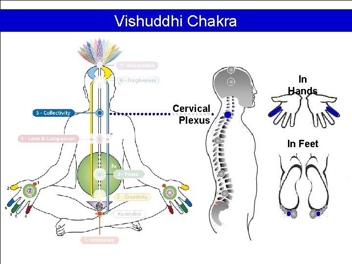 Vishuddhi Chakra In Hands Cervical Plexus In Feet 