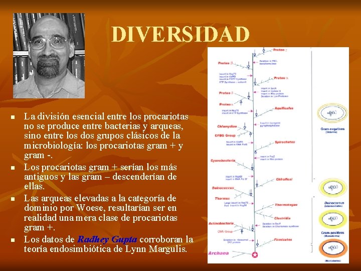 DIVERSIDAD n n La división esencial entre los procariotas no se produce entre bacterias