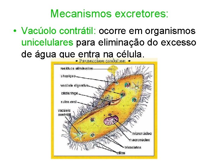 Mecanismos excretores: • Vacúolo contrátil: ocorre em organismos unicelulares para eliminação do excesso de