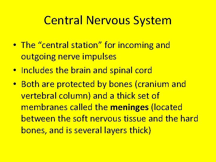 Central Nervous System • The “central station” for incoming and outgoing nerve impulses •