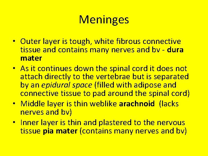 Meninges • Outer layer is tough, white fibrous connective tissue and contains many nerves