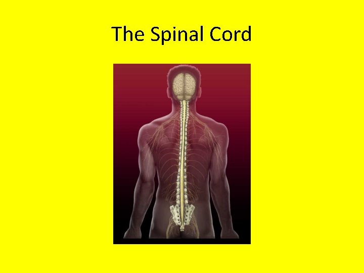 The Spinal Cord 