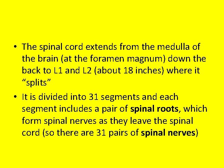  • The spinal cord extends from the medulla of the brain (at the