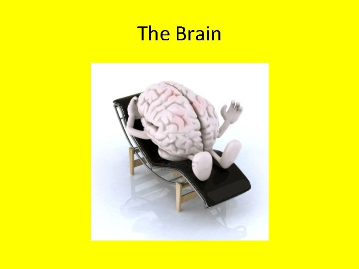 The Brain 