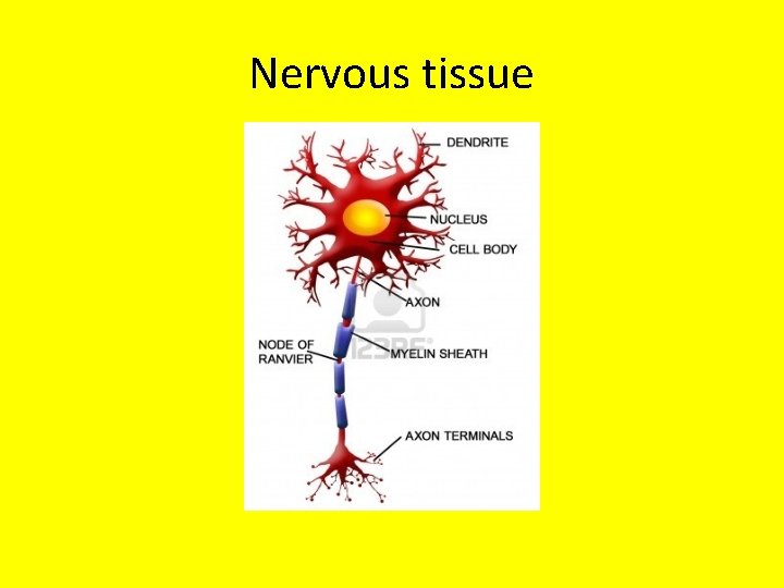 Nervous tissue 