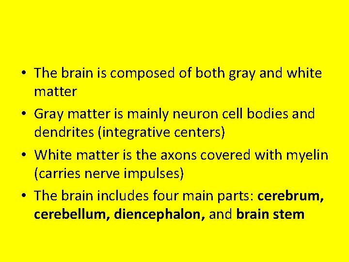  • The brain is composed of both gray and white matter • Gray